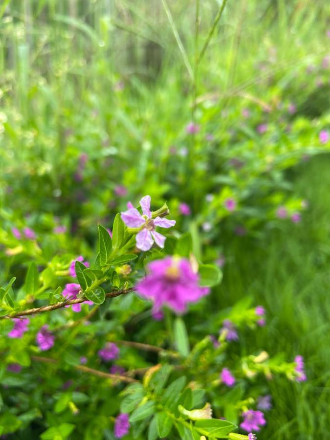 Da Lat Sunshine Garden Hotel Luaran gambar