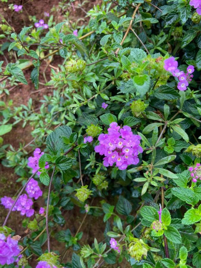Da Lat Sunshine Garden Hotel Luaran gambar