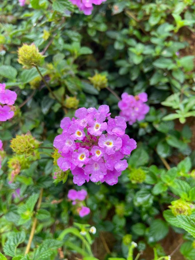 Da Lat Sunshine Garden Hotel Luaran gambar